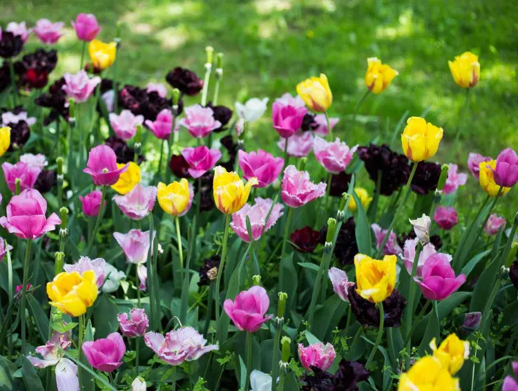 floraison tulipes 2023