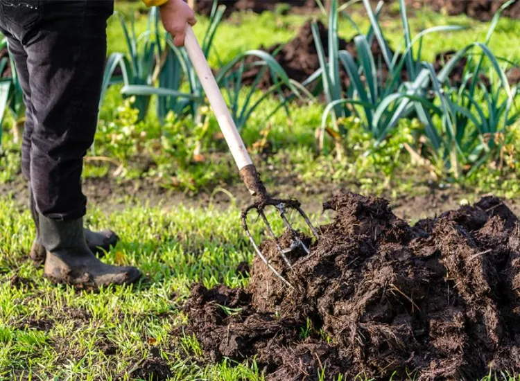 fumier comme engrais d'automne pour potager 2023