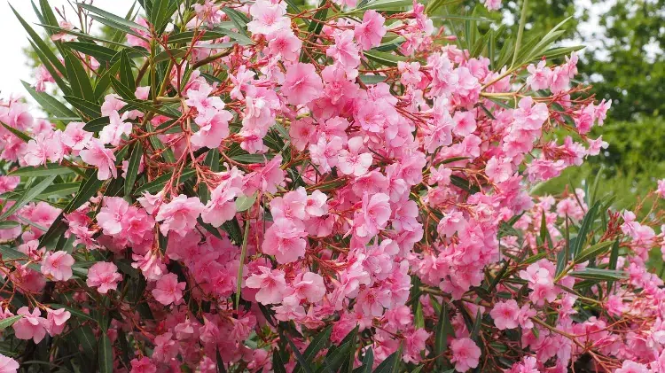 hans pixabay nerium oleander laurier rose