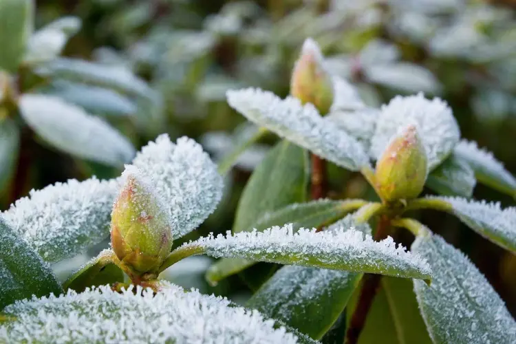 hiverner un rhododendron comment quand craint le froid