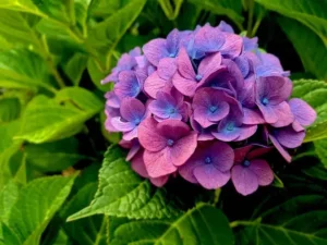 hortensia resiste au gel