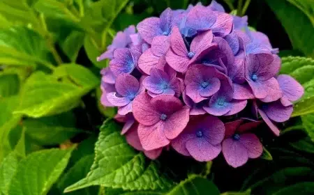 hortensia resiste au gel