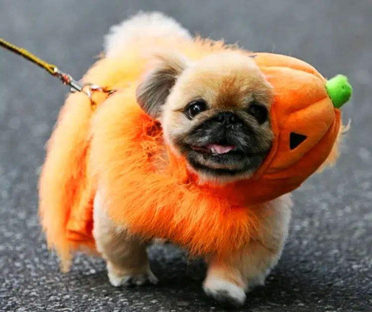idée de déguisement halloween chien citrouille chiot mignon costume fait main