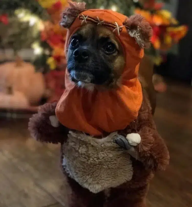 idee de déguisement halloween chien fait maison 2023 costume original ewok
