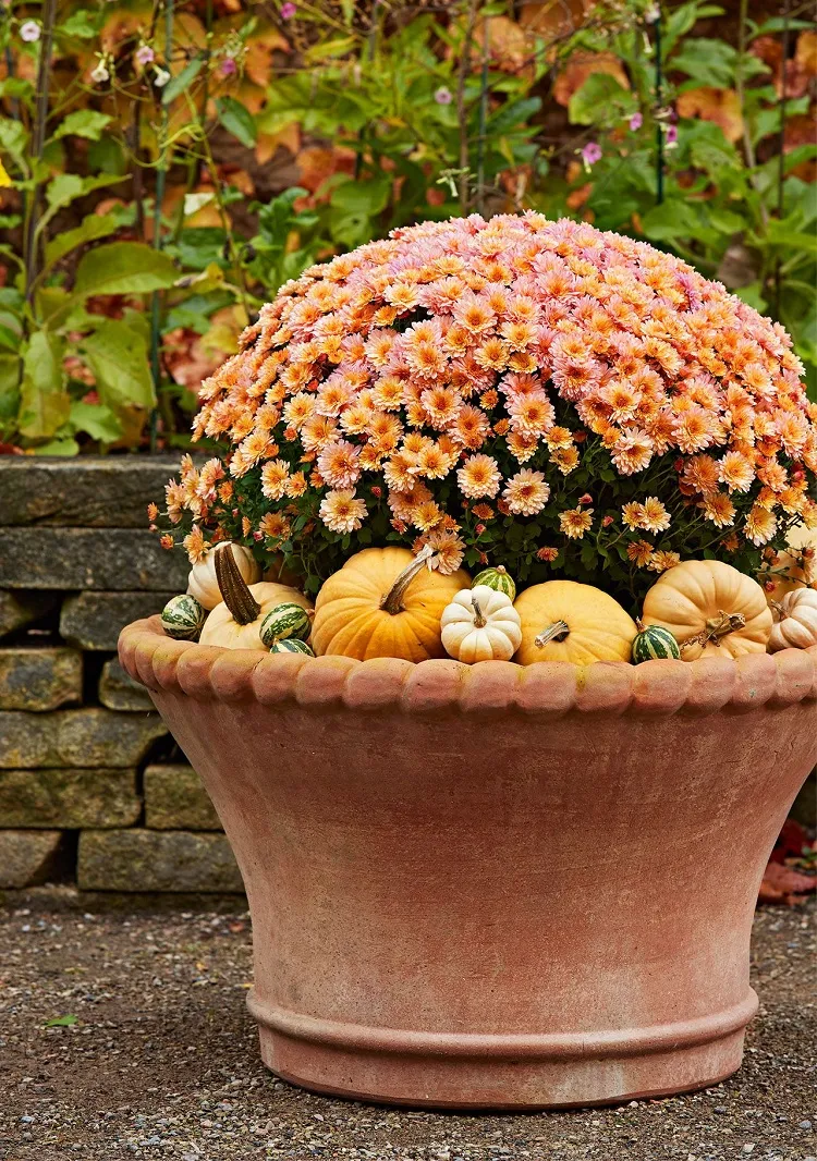 idée décoration extérieure avec des chrysanthèmes en pot jardinière d'automne mini citrouilles