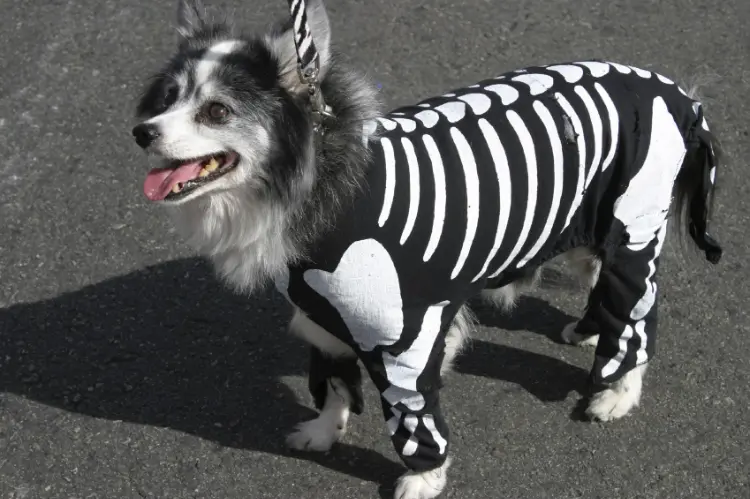 idée déguisement halloween chien fait maison 2023 costume original squelette
