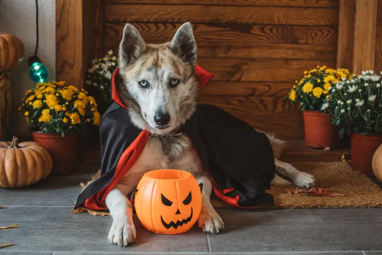 idée déguisement halloween chien fait maison 2023 costume original vampire