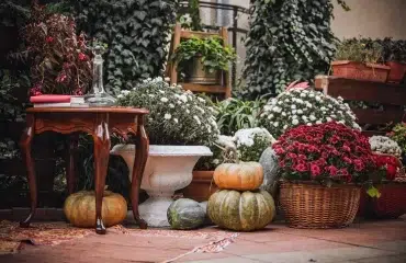 jardin décoration extérieure avec des chrysanthèmes automne halloween 2023