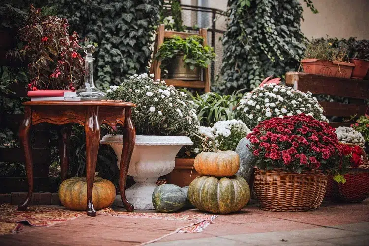 jardin décoration extérieure avec des chrysanthèmes automne halloween 2023