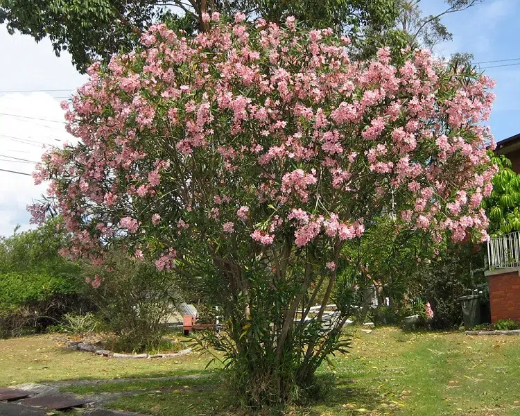 laurier rose arbre arbuste qui pousse vite haie fleuri brise vue jardin