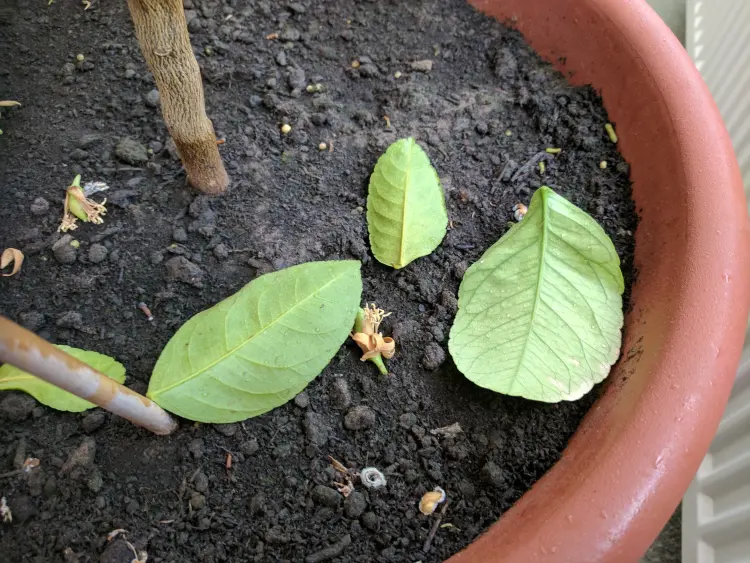 le citronnier perd ses feuilles en hiver pourquoi causes