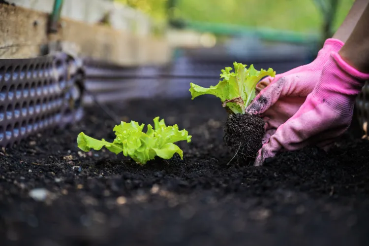 légumes à planter après les tomates en automne