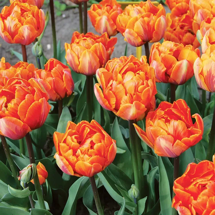 les tulipes doubles variétés de bulbes 2023 