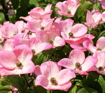 markus53 pixabay cornus kousa rose arbuste à fleurs