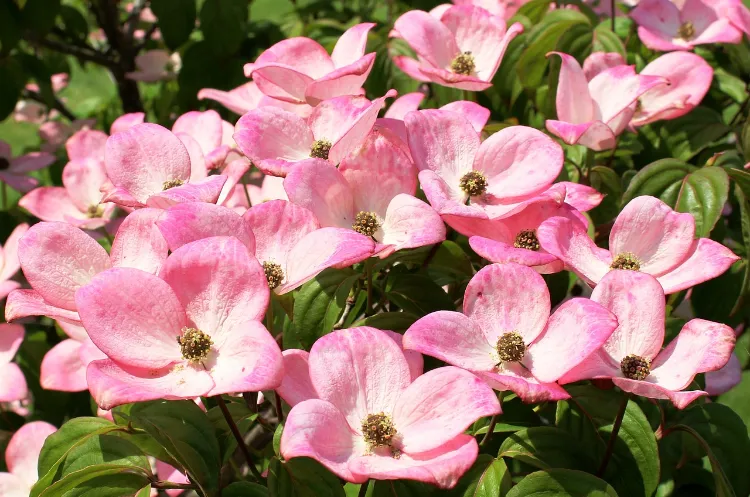 markus53 pixabay cornus kousa rose arbuste à fleurs