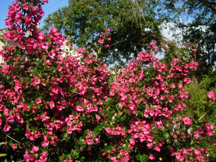 mavink.com escallonia arbuste à fleurs roses