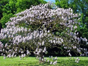 meilleurs arbres à croissance rapide ombrage jardin france feuillage persistant