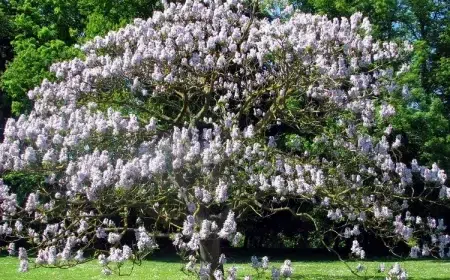 meilleurs arbres à croissance rapide ombrage jardin france feuillage persistant