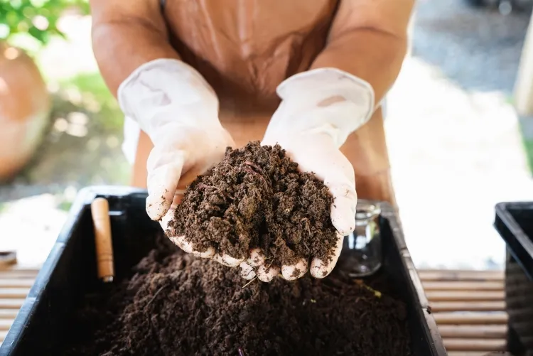 mettre des vers de terre dans son compost qualité sol lombrics ingérer digérer brasser