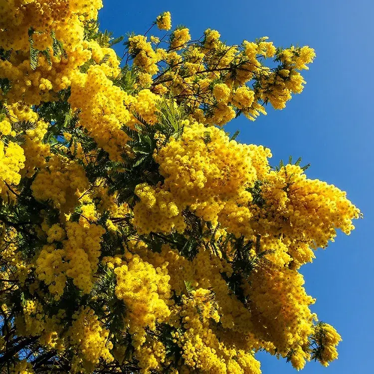 mimosa arbre fleuri d'ombrage à croissance rapide jardin brise vue
