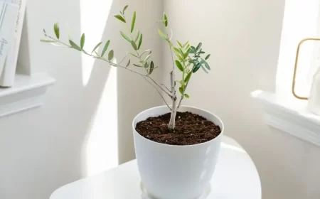 mon olivier en pot perd ses feuilles