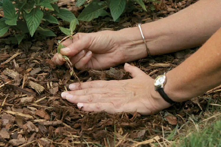 paillage astuce naturel désherbage jardin automne pailler le sol pour désherber le potager facilement en automne