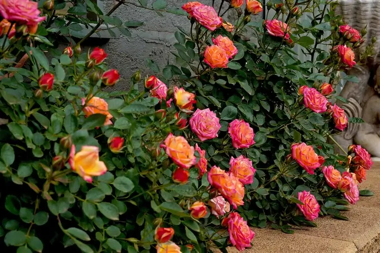 peut on planter rosier miniature en pleine terre arrosage conseils entretien
