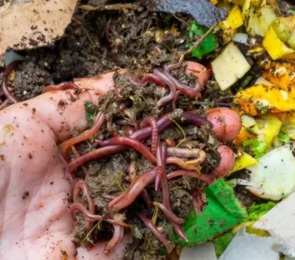 peut on utiliser des lombricomposteurs eisenia fetida variété compost gros mangeurs