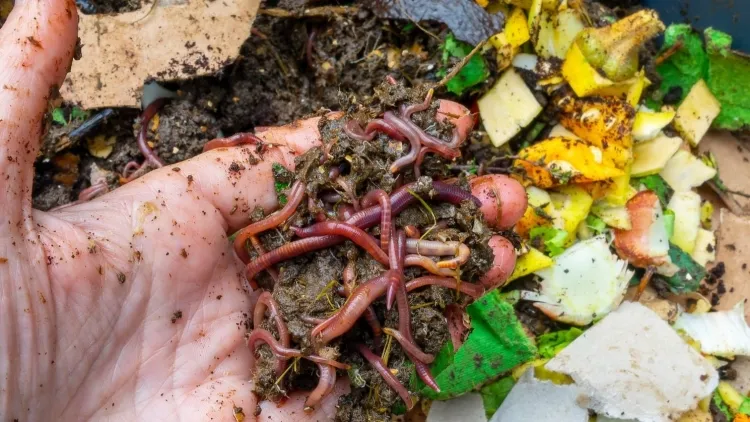 peut on utiliser des lombricomposteurs eisenia fetida variété compost gros mangeurs
