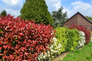 plante brise vue au feuillage persistant pour balcon terrasse jardin