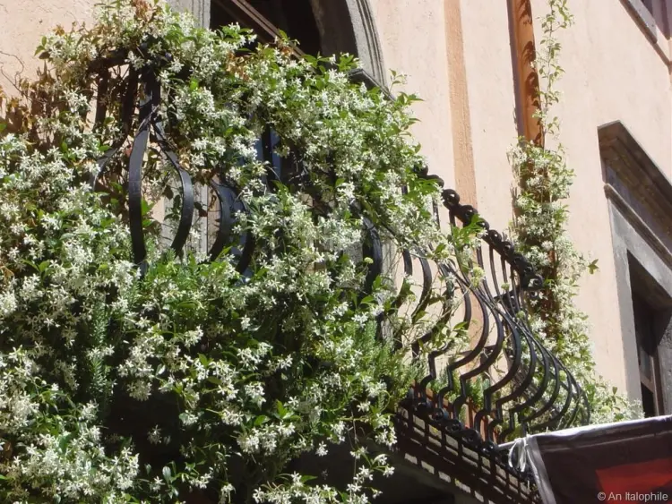 plante grimpante balcon qui pousse vite jasmin etoile