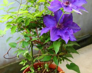 plante grimpante en pot qui ne craint pas le gel