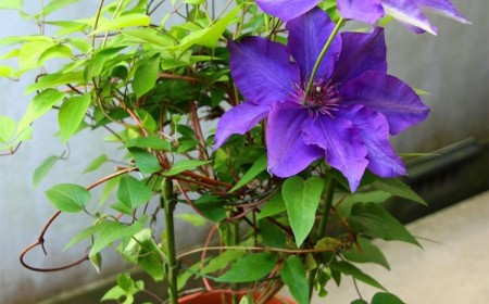 plante grimpante en pot qui ne craint pas le gel