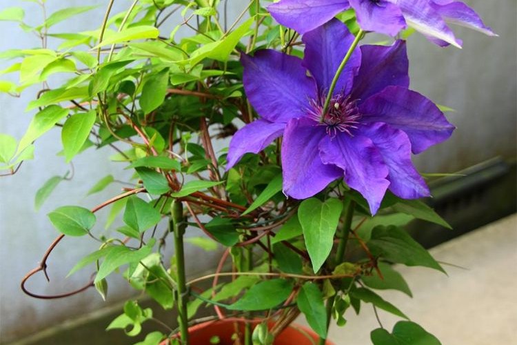 plante grimpante en pot qui ne craint pas le gel