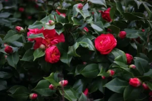 plante vivace qui fleurit en hiver camélia arbuste persistant