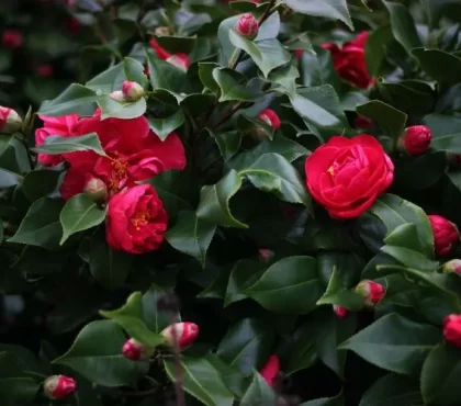 plante vivace qui fleurit en hiver camélia arbuste persistant