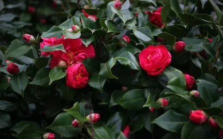 plante vivace qui fleurit en hiver camélia arbuste persistant