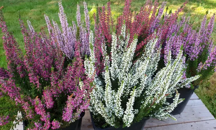 planter bruyère calluna vulgaris automne pots floraison tardive couleurs