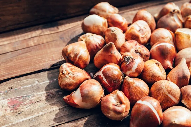 planter des bulbes de tulipes au jardin en automne