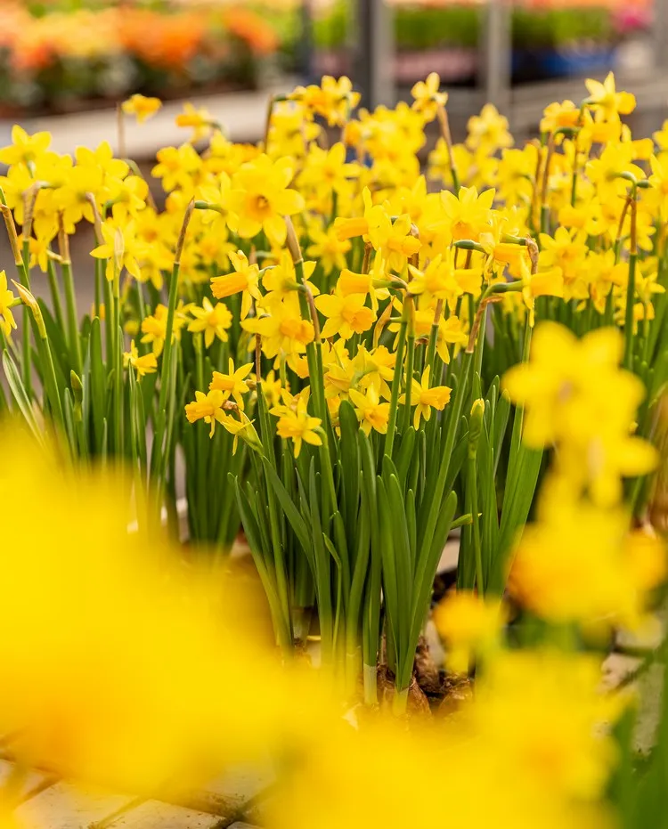 planter les bulbes de printemps jonquilles