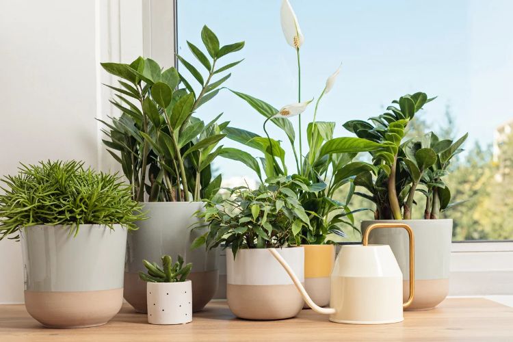 plantes contre les punaises de lit