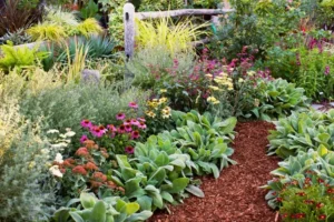 plantes vivaces à planter en octobre jardin floraison