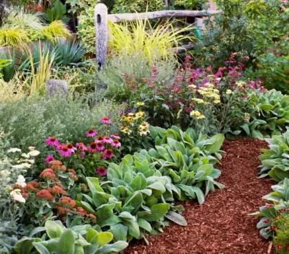 plantes vivaces à planter en octobre jardin floraison