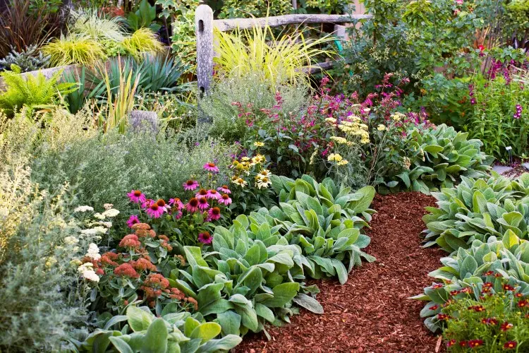 plantes vivaces à planter en octobre jardin floraison