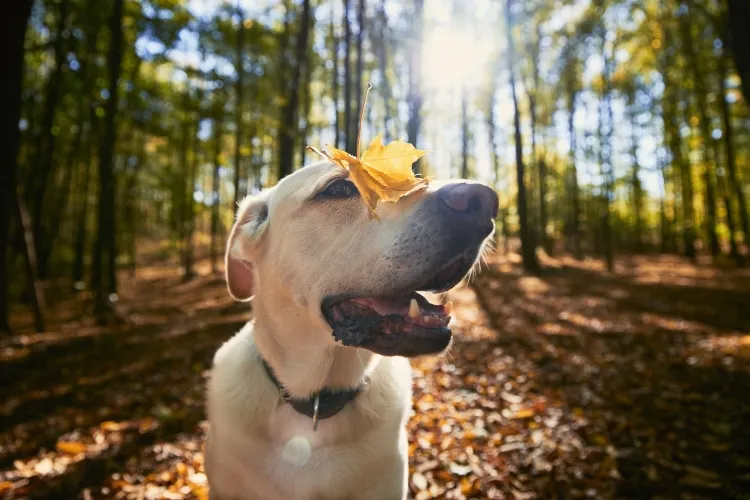 pourquoi chien mange des feuilles mortes carence nutritive combler besoin fibres nourriture incluant