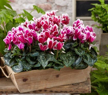 pourquoi les feuilles de mon cyclamen jaunissent