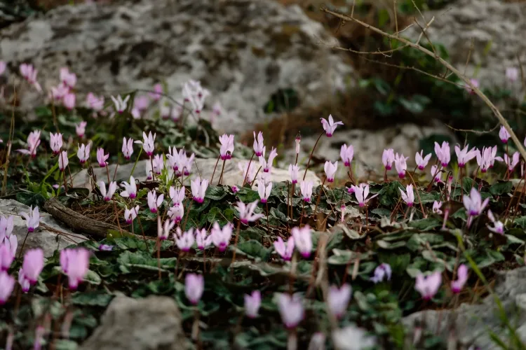 pourquoi les fleurs de cyclamen tombent forme sauvage contempler floraison printanière côte méditerranéenne