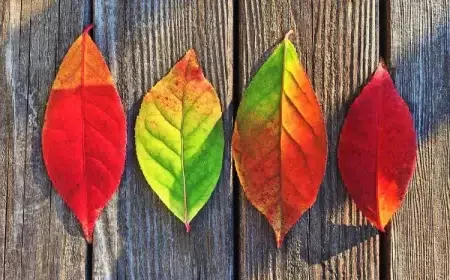préparer les feuilles pour bricolage d'automne pexels pixabay