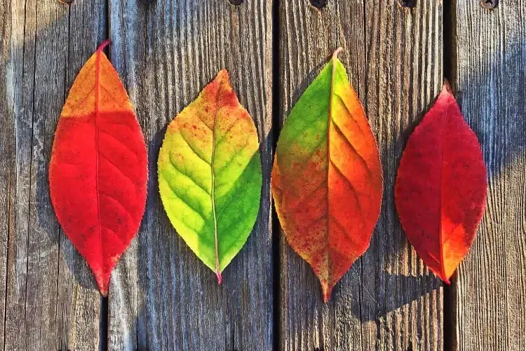 préparer les feuilles pour bricolage d'automne pexels pixabay
