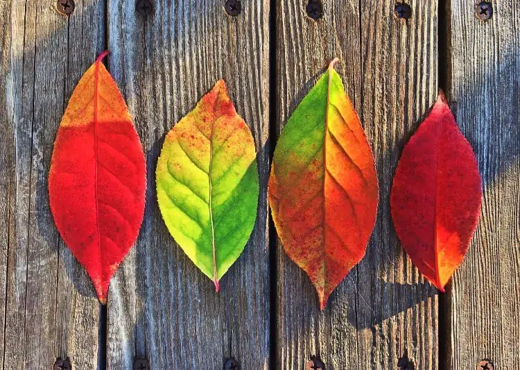préparer les feuilles pour bricolage d'automne pexels pixabay